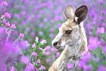 Lộng lẫy mùa hoa dại nước Úc